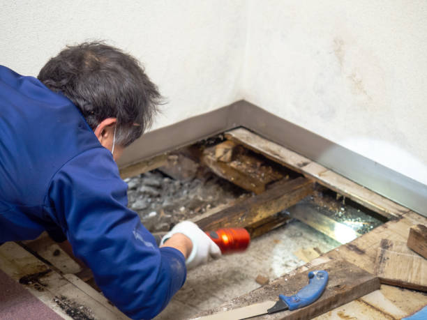 Best Mold Removal Near Me  in Plains, KS