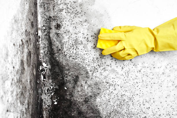 Best Local Mold Removal Service  in Plains, KS