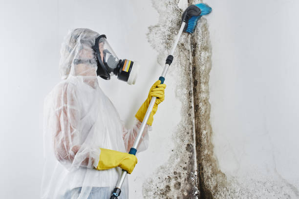 Best Crawl Space Mold Removal  in Plains, KS