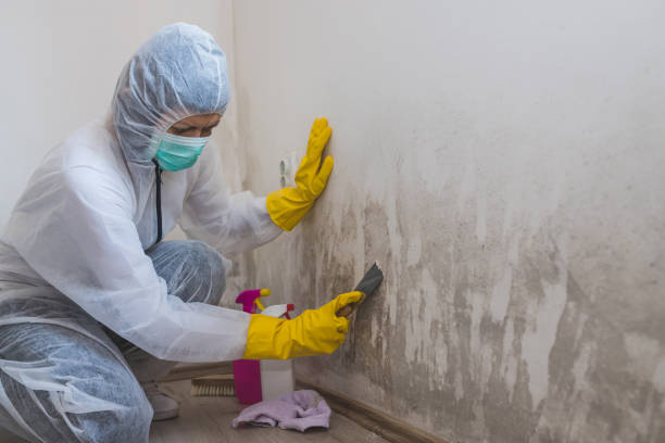 Professional Mold Removal in Plains, KS