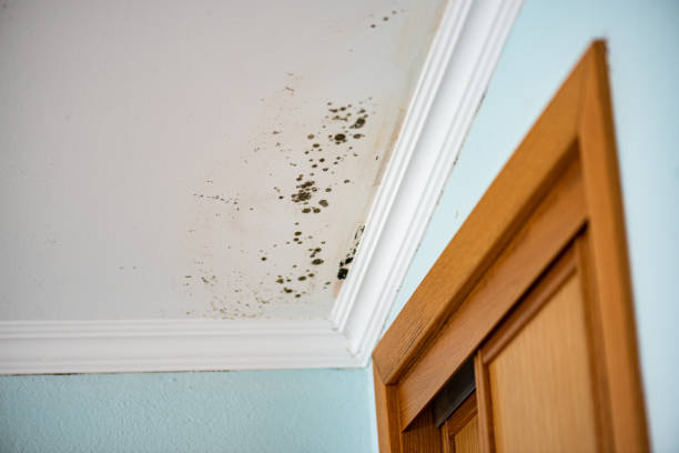 Best Mold Remediation  in Plains, KS