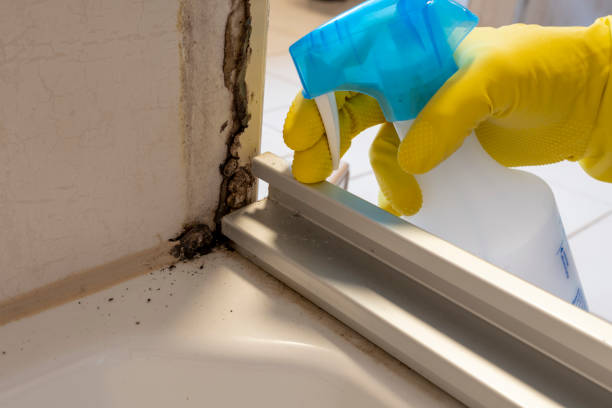 Best Mold Cleaning Services  in Plains, KS
