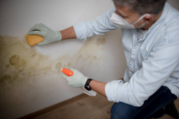 Best Mold Removal Near Me  in Plains, KS