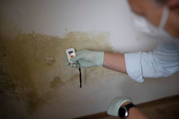 Best Affordable Mold Removal  in Plains, KS