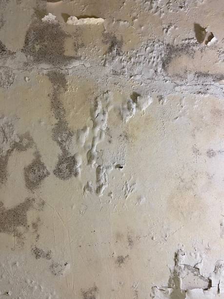 Best Attic Mold Removal  in Plains, KS