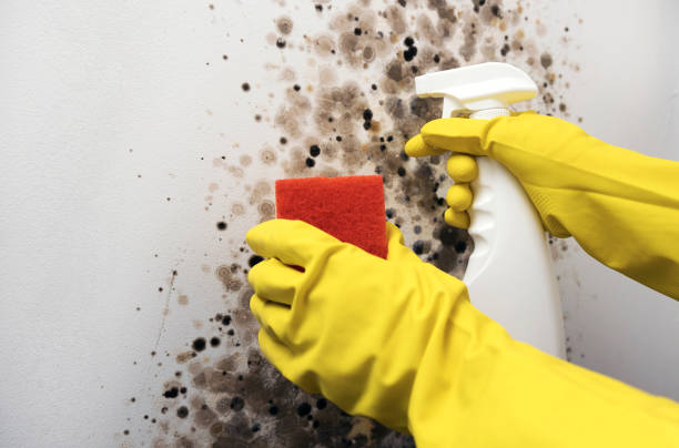 Best Professional Mold Removal  in Plains, KS
