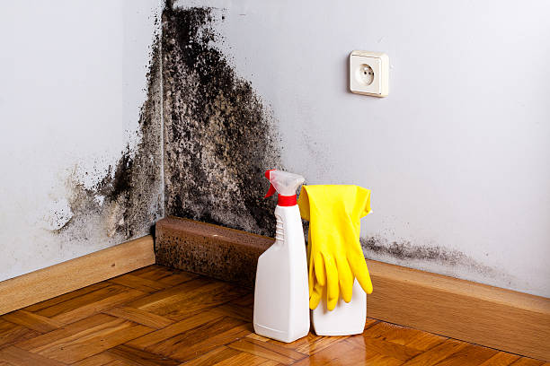Best Mold Testing and Removal  in Plains, KS