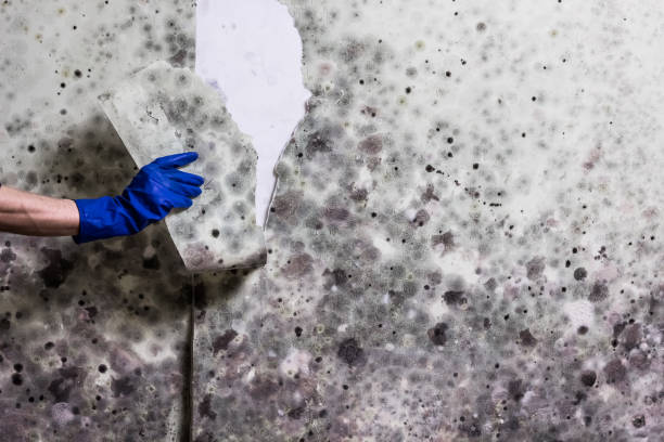 Best Professional Mold Removal  in Plains, KS