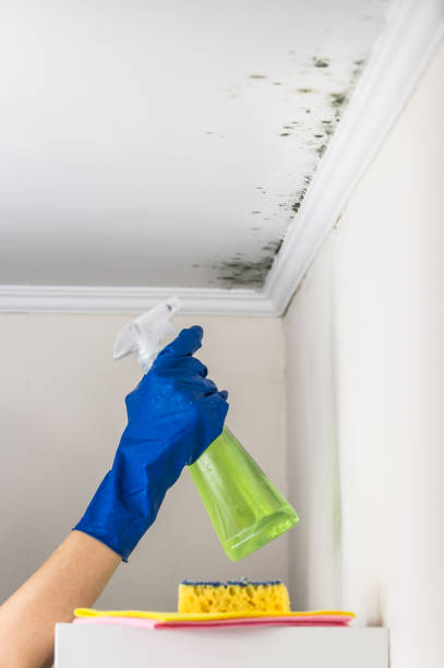 Best Mold Testing  in Plains, KS